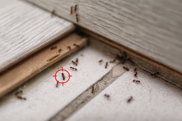 Best Exterminator Services  in Wallace, NC