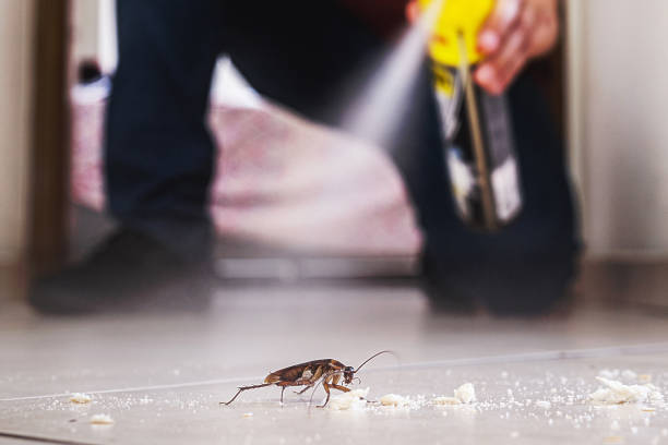 Best Flea Control Services  in Wallace, NC