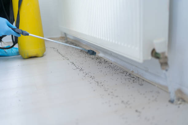 Best Emergency Pest Control  in Wallace, NC