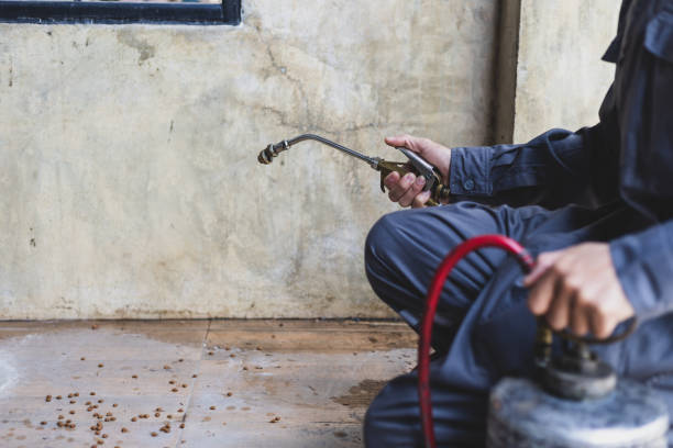 Best Ant Control Services  in Wallace, NC